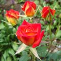 Hot Tamale Rose Flower Essence