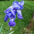 Iris Flower Essence