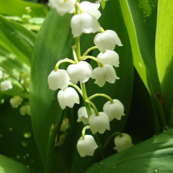 Wild Lily of the Valley Flower Essence – Woodland Essence