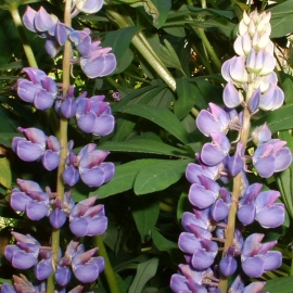Lupine Flower Essence