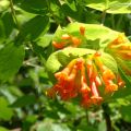 Orange Wild Honeysuckle Flower Essence