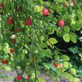 Red Huckleberry Flower Essence