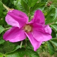 Rosa Rugosa Flower Essence