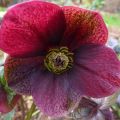 Ruby Hellebore Flower Essence