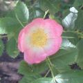Sweet Briar Wild Rose Flower Essence