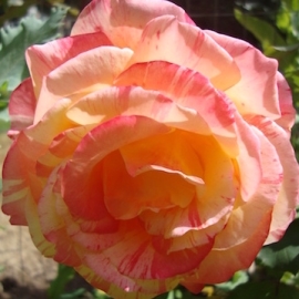 Tropical Sunset Rose Flower Essence