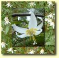 White Fawn Lily Flower Essence