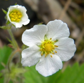 Woodland Strawberry Flower Essence