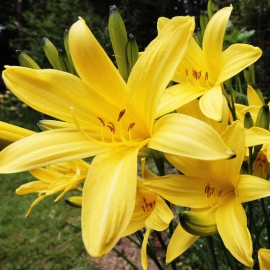 Yellow Day Lily Flower Essence