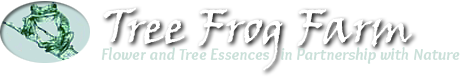 Western Columbine Flower Essence - Flower Essences | Flower Remedies | Tree Frog Farm