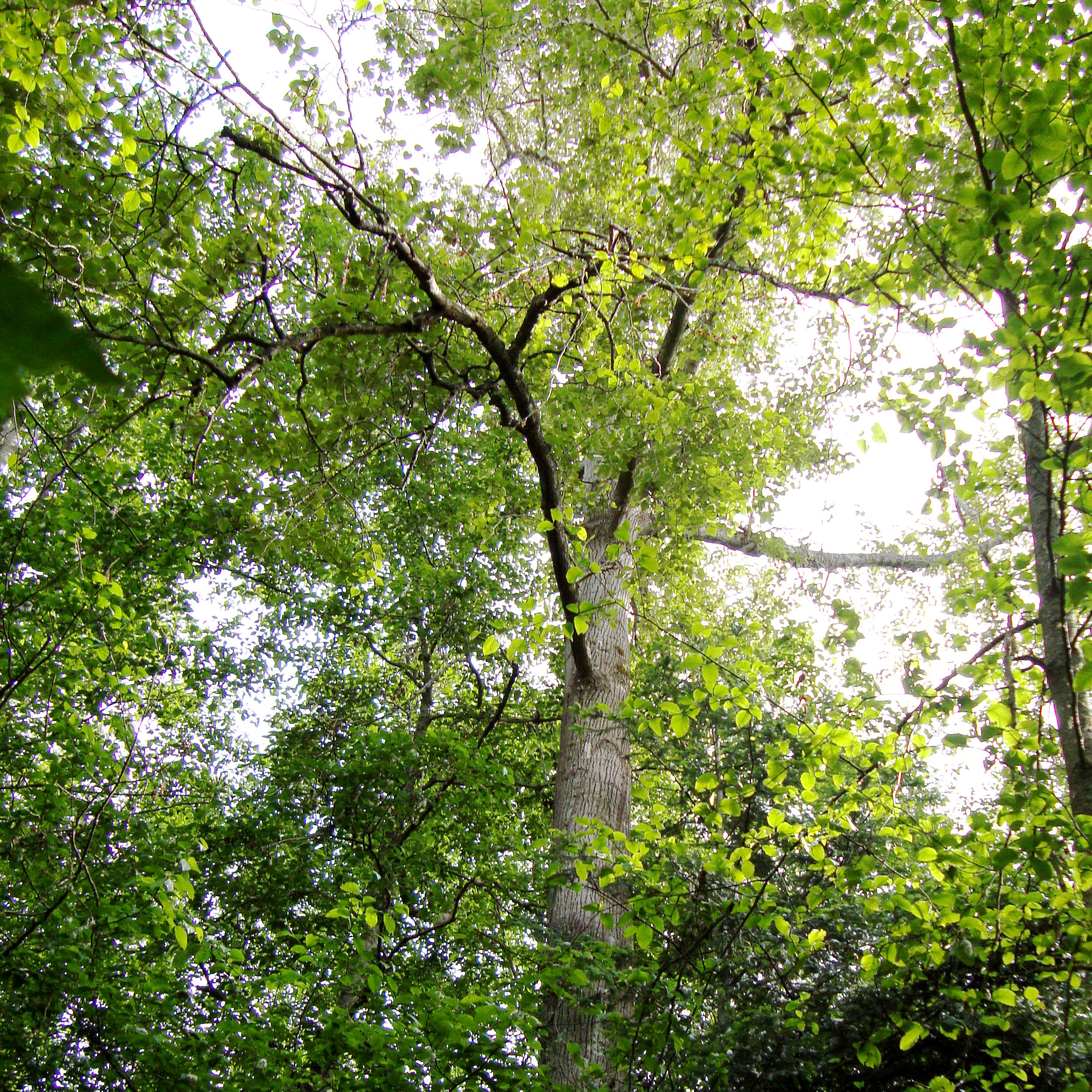 Cottonwood