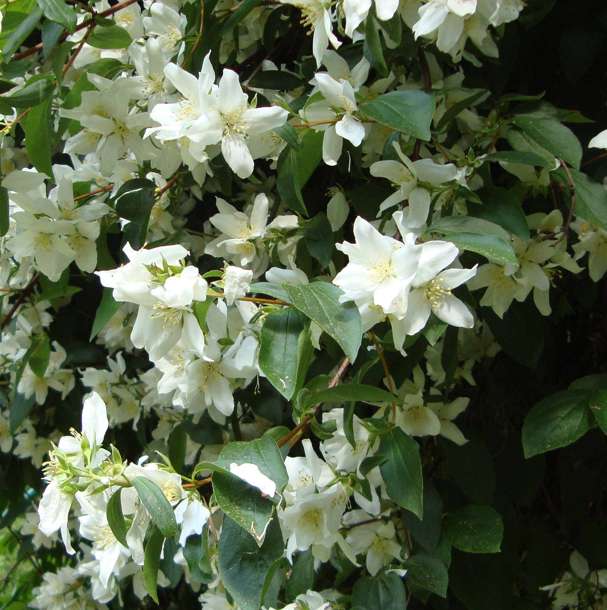 Mock Orange  Flower  Essence Flower  Essences Flower  