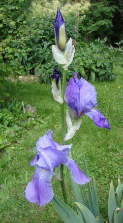 Iris flower essence