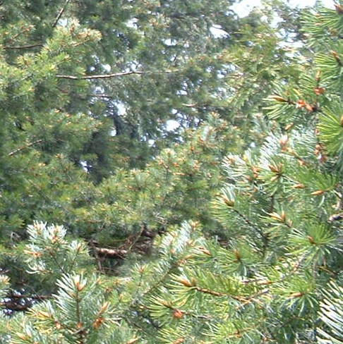Douglas Fir Tree