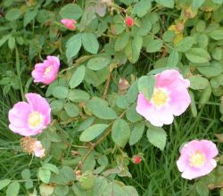 Nootka Rose