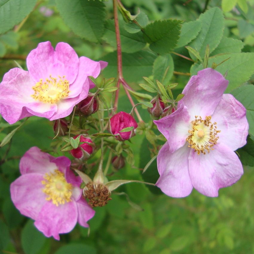 clustered wild rose flower essence - tree frog farm