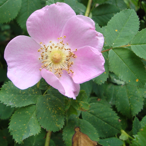nootka rose flower essence - tree frog farm
