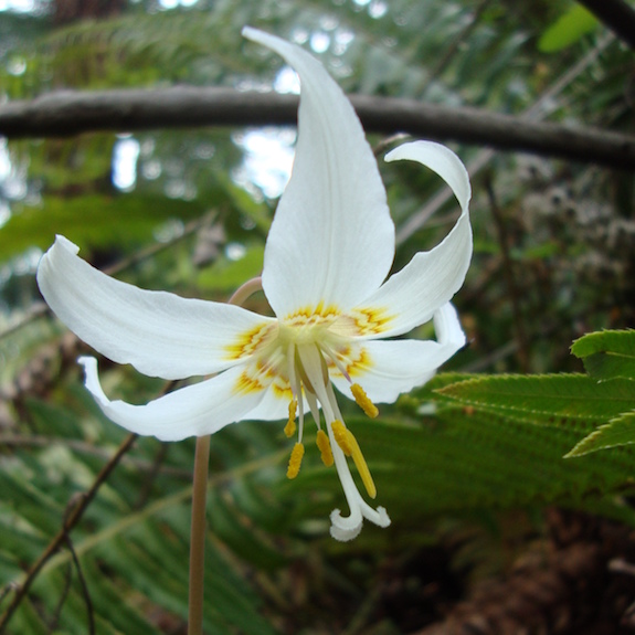 white fawn lily flower essence - tree frog farm