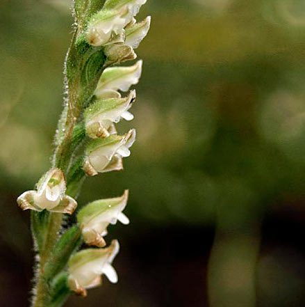Rattlesnake Plantain Orchid Flowers - TFF