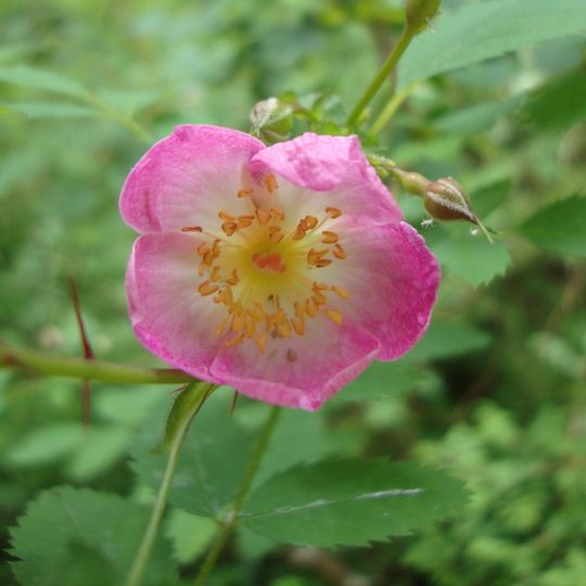 dwarf wild rose